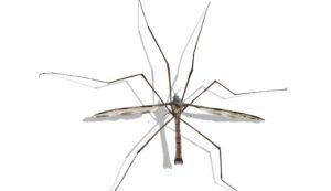 Mosquitoes afraid of tomatoes
