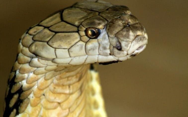 How poisonous is a cobra?
