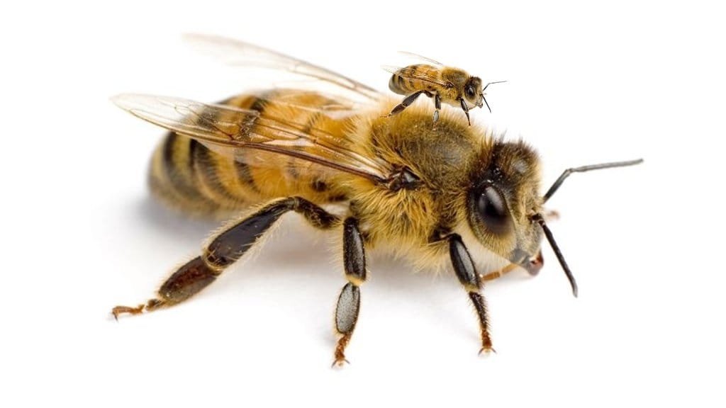 Why does a bee bite swell