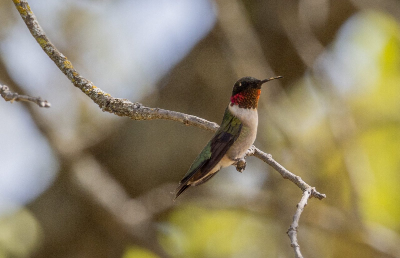 What bird flies backwards