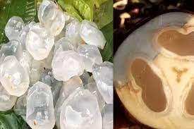 Benefits and uses of Nung during the hot season!!