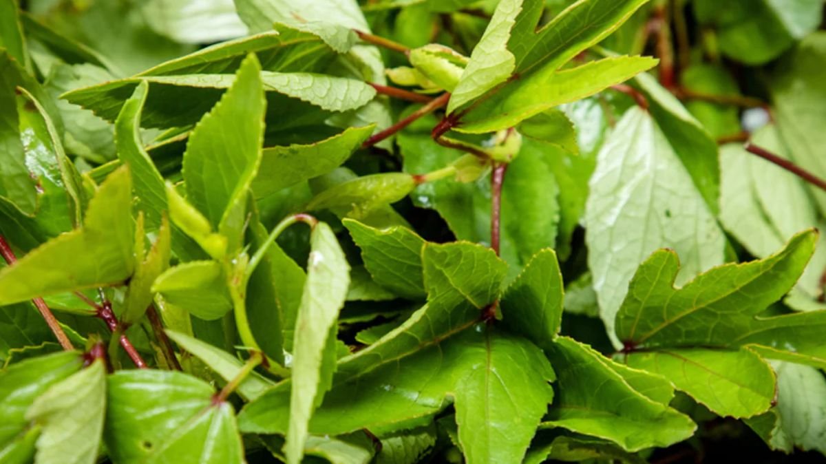 This is how to cook sour spinach