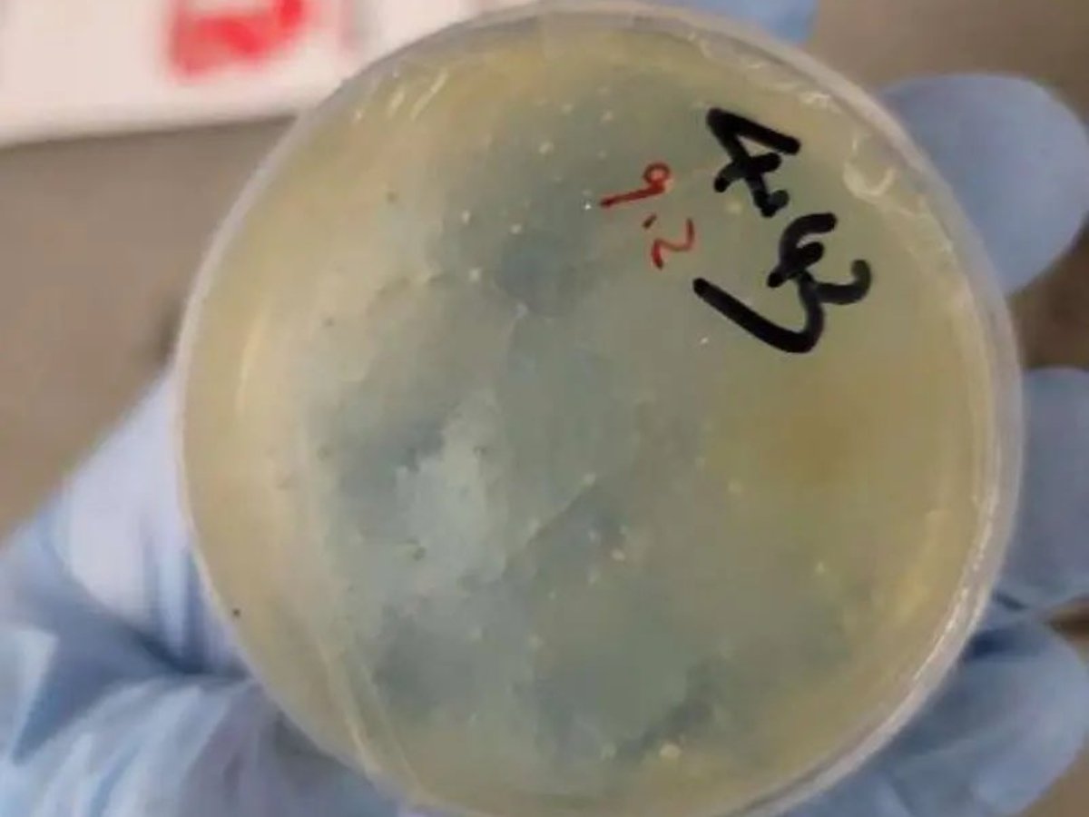 Chinese scientist arrested in America by FBI!!