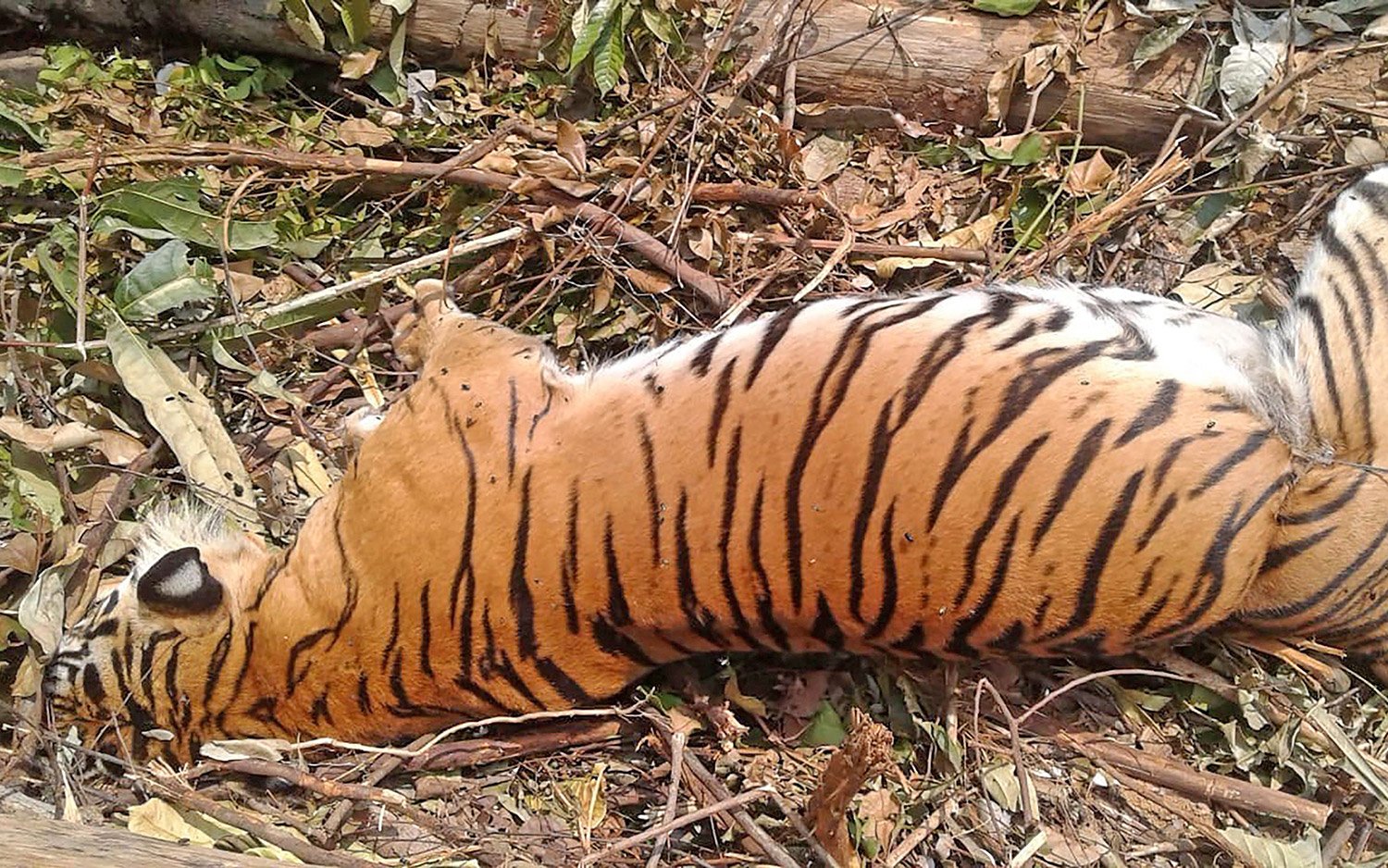 Tigers found mysteriously dead!!