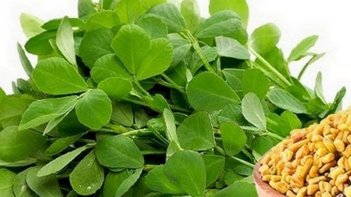 Fenugreek leaf controls sugar levels