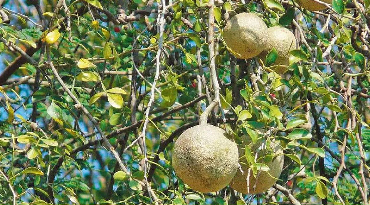 The vila tree cures skin diseases