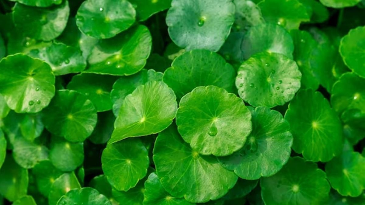 Spinach reduces anxiety