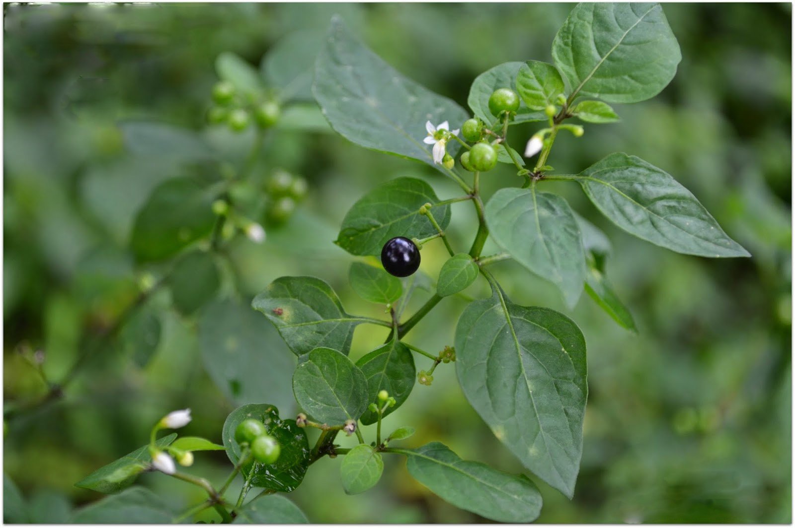 Do you know which spinach is good for stomach ulcers