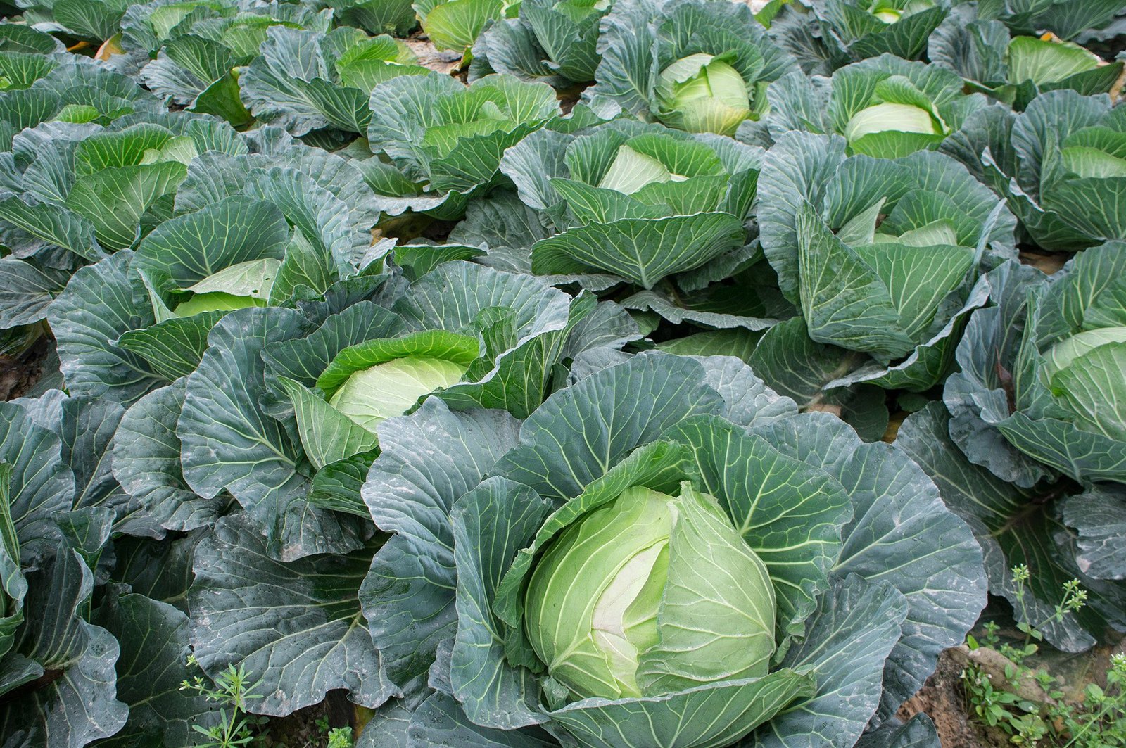 Cabbage for constipation