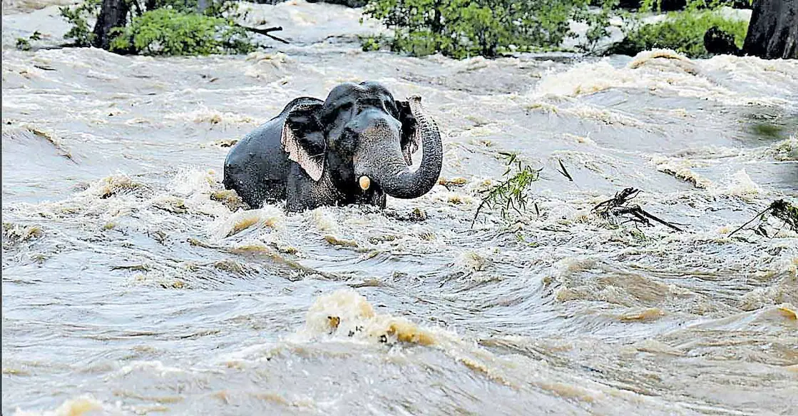 Flooded Athirapally: An elephant overcomes the challenge and survives!