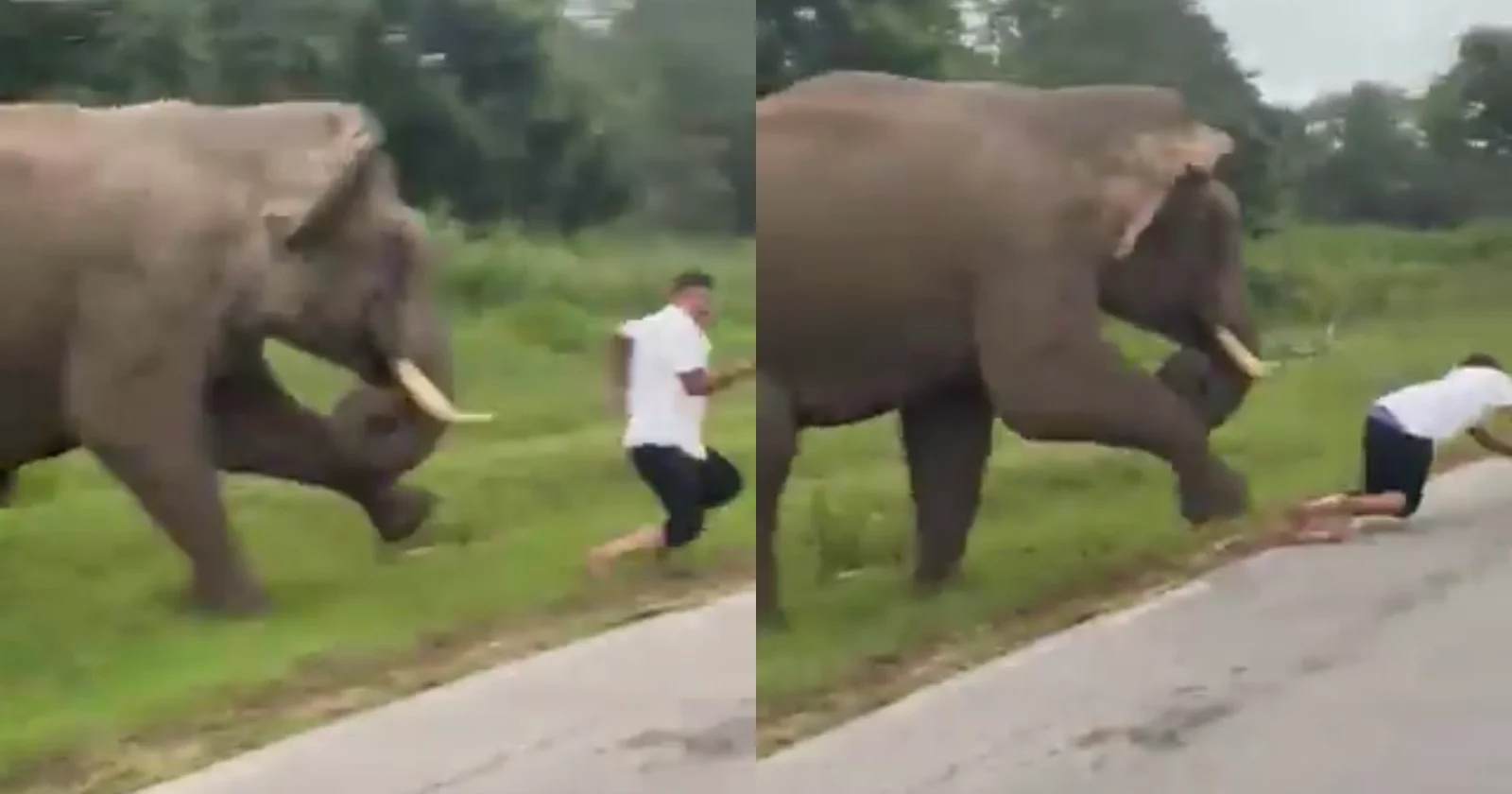 Trying to take a selfie with a wild elephant
