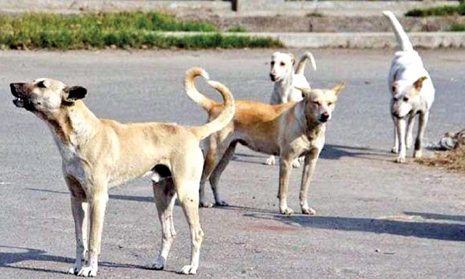 Rabies vaccination for stray dogs in Chennai