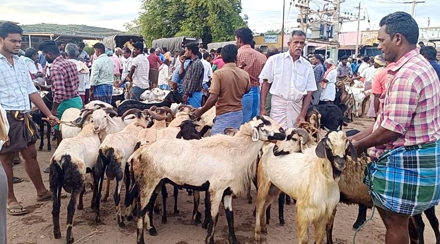 Goats sold for Rs. 7 crore in a single day