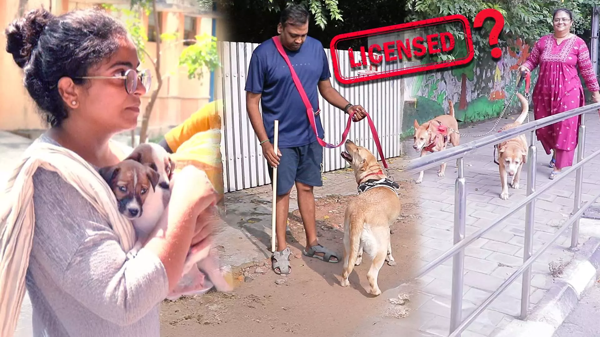 Fines for unlicensed pets